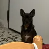 nonfaunapiega81