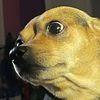 dogs4life7777