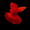 biguppy1208