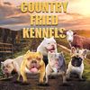 countryfriedbullykennels