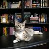 chardpages