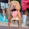 txpowerpups