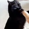 fairycatbread