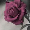 rehanmostafa15