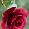 jasmine_souma2