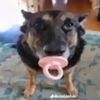 ilikedoggos2