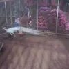 nguyenthanhphuoc77277