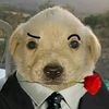perritoelegante25