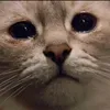 xnzox