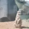 awangsheikh