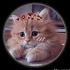 sneha_3360