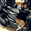 maknosumito6
