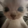 monstroxy