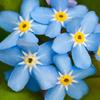 forgetmenots77