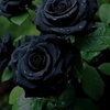 black.rose081