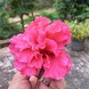 rahadahmed5556