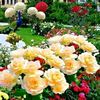 rozena553
