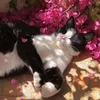 meowmeo342