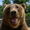 .tears_over_bears