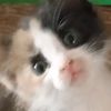 tiger_bagyrrra
