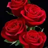 do_ody7