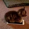 meowphone_meowmeow