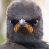raneferef3