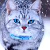 xuefengpet0