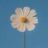 sun20061110