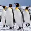 penguins970