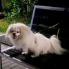 pekines_capa