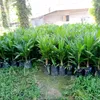 samidi5948283565536