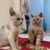 virzein030303