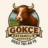75gokcehayvan