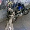 lebra0_