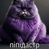 pipidastr_hav