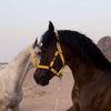 مناور الشمري