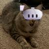 its_a_cat_in_vr