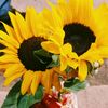 girasolitaascenci