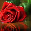 abda_986