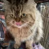 Meeeooong