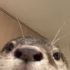 kauxedi_