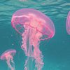 jellydish3