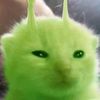 gato_cerrano112