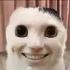 dominykomama
