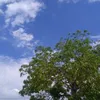 ngocnh_26.8