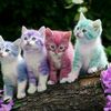 hasrat24434
