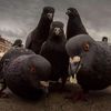 flightlessgoose13