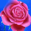 starflower279