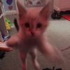 dummyeliza